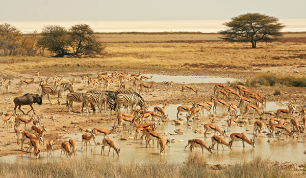 Waterholes