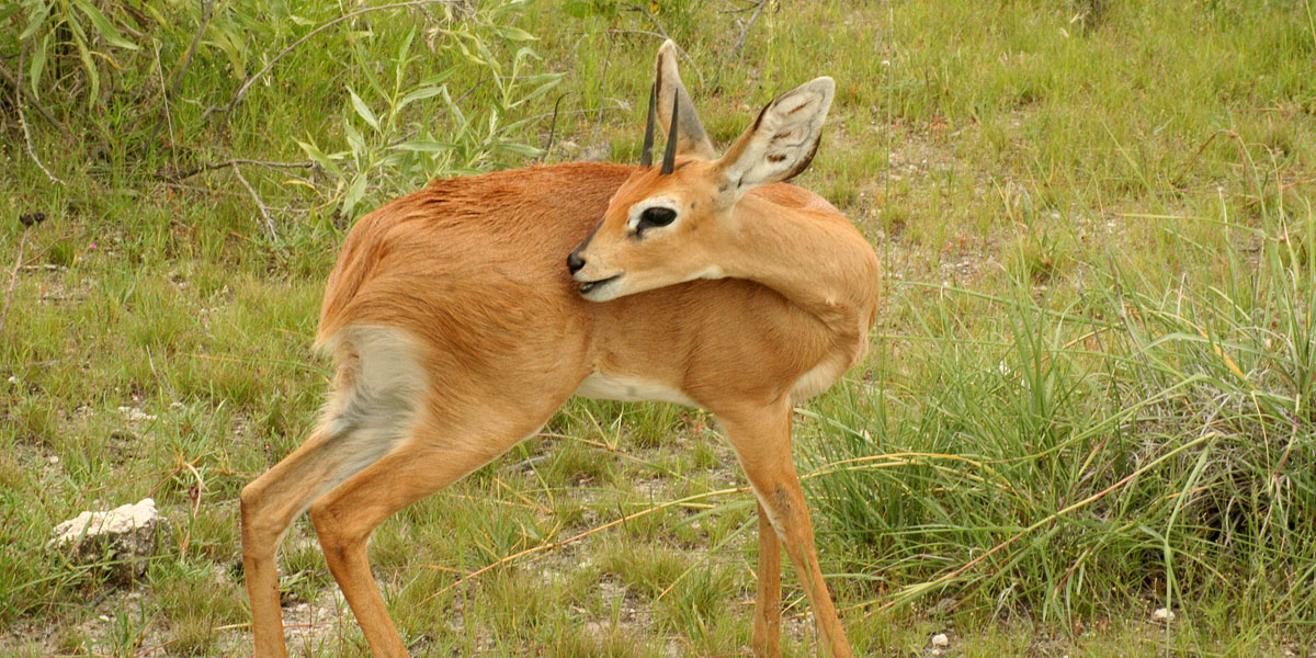 !Airis (Steenbok)